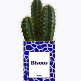 Bisous - Plante Cactus varié