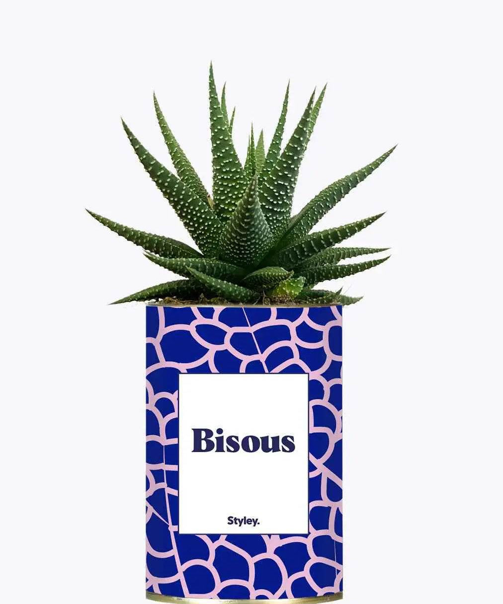 Bisous - Plante Haworthia varié