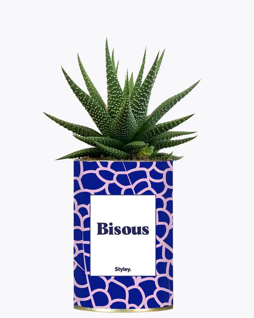 Bisous - Plante Haworthia varié