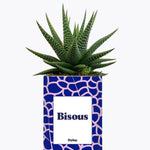 Bisous - Plante Haworthia varié