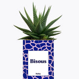 Bisous - Plante Haworthia varié