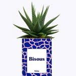 Bisous - Cactus