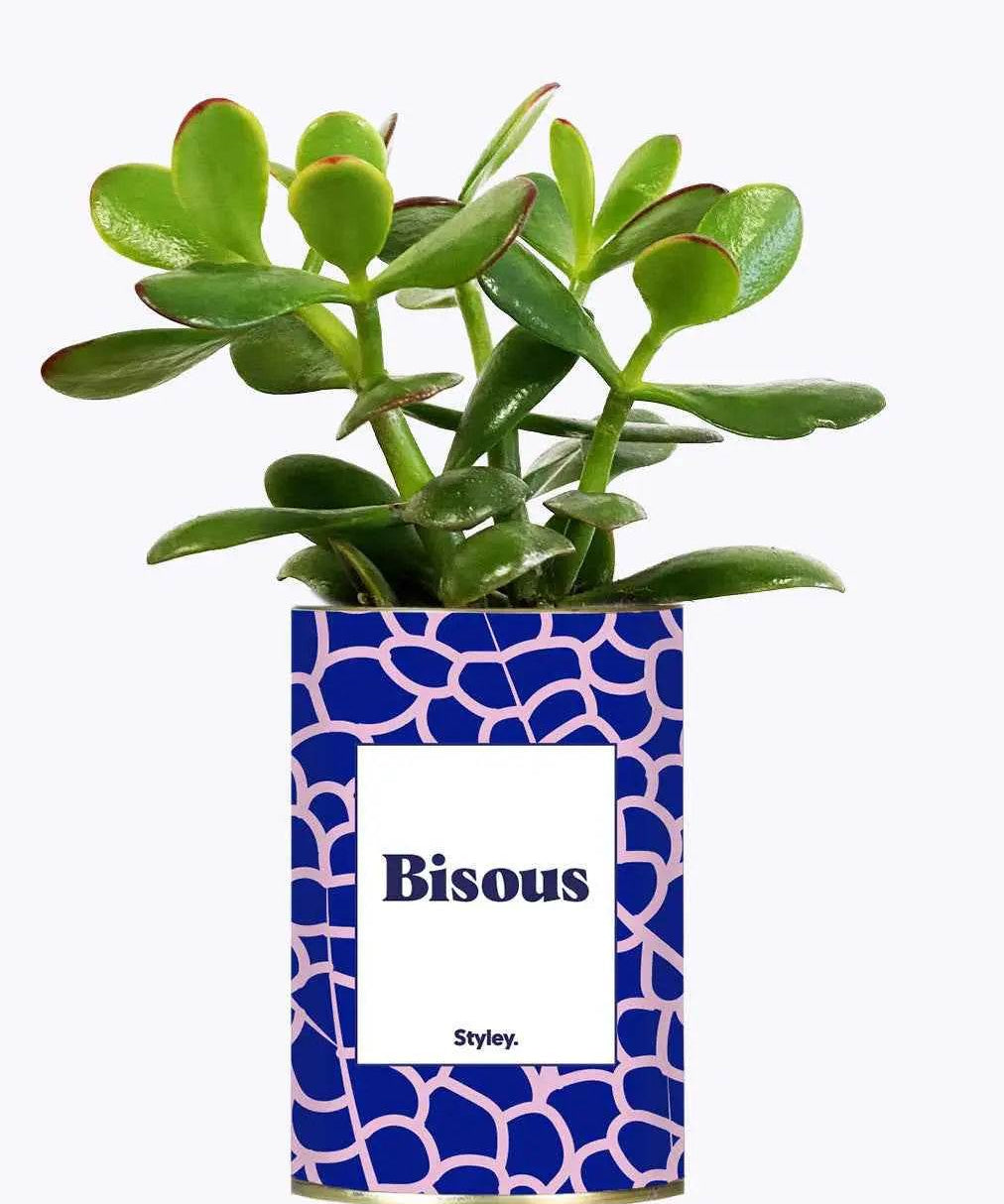 Bisous - Plante Crassula varié