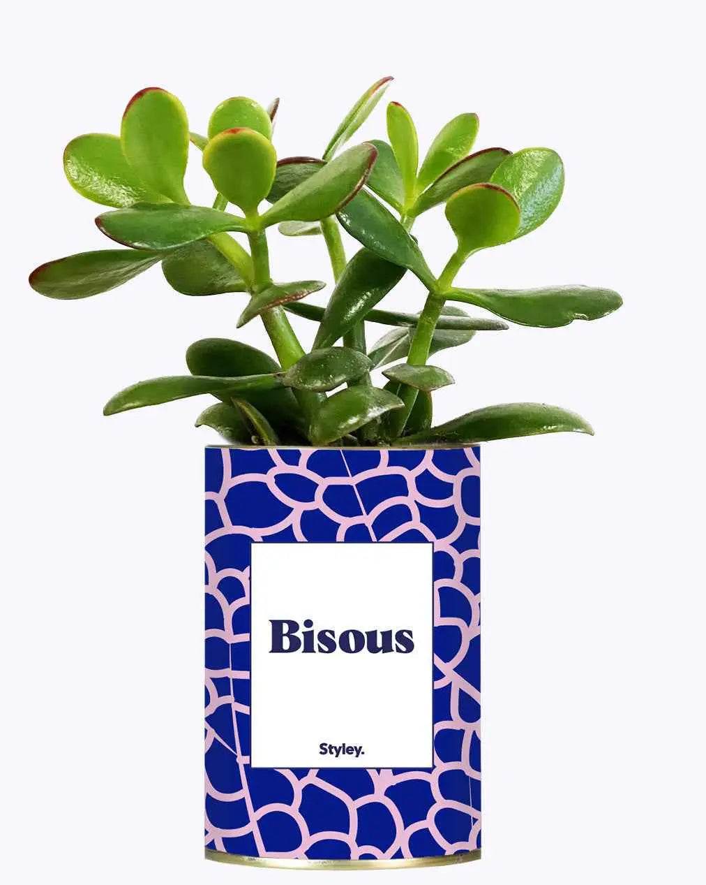 Bisous - Plante Crassula varié