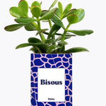 Bisous - Plante Crassula varié