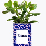 Bisous - Plante Crassula varié