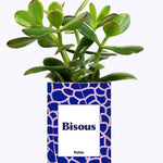 Bisous - Cactus