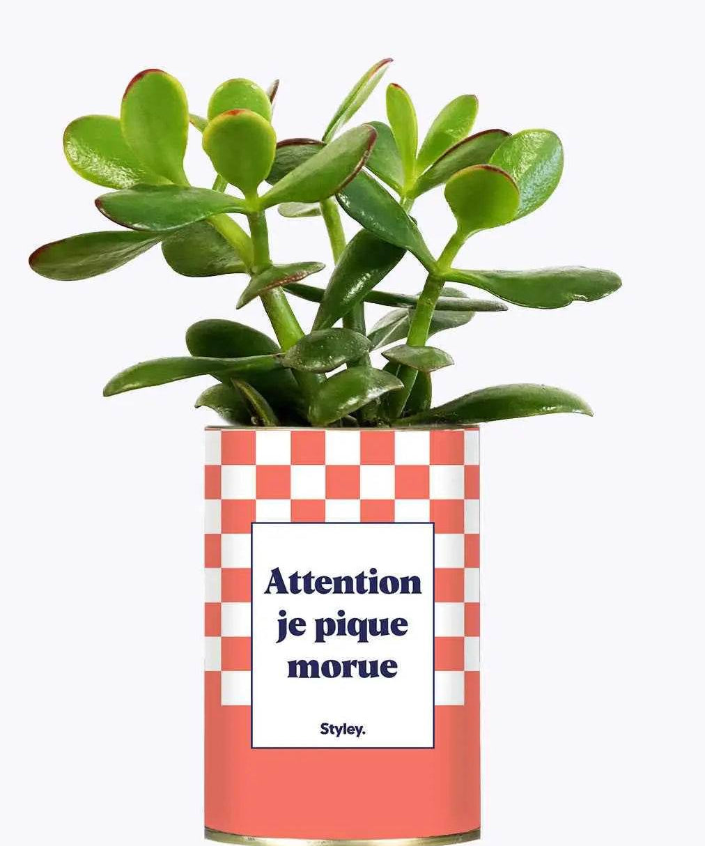 Attention je pique morue - Plante Crassula varié