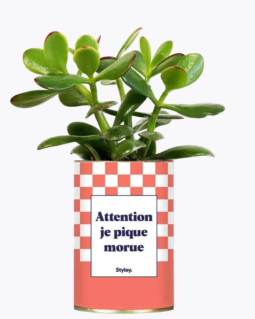 Attention je pique morue - Plante Crassula varié