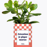 Attention je pique morue - Plante Crassula varié