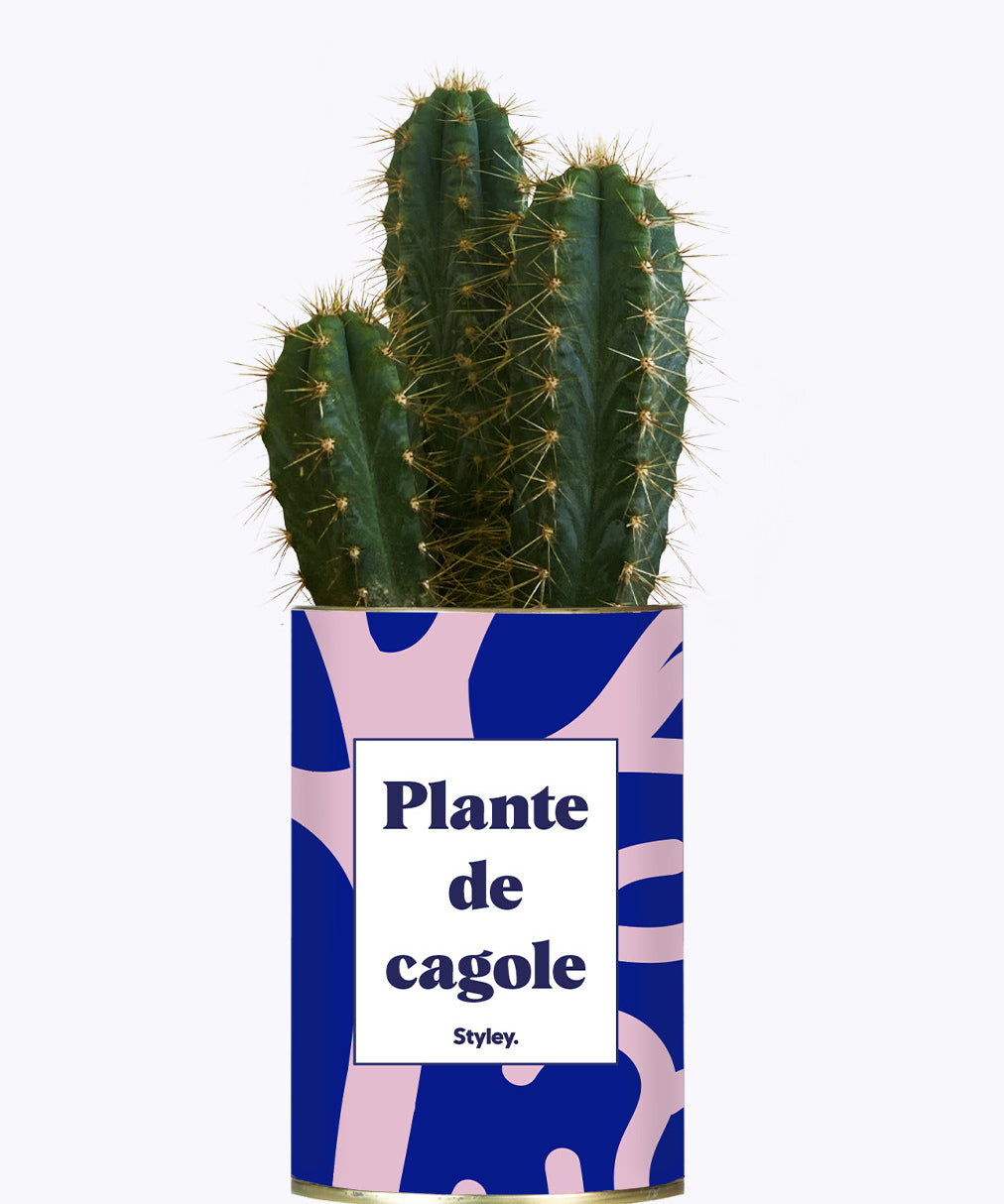 Plante de cagole - Cactus