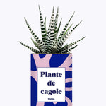Plante de cagole - Cactus
