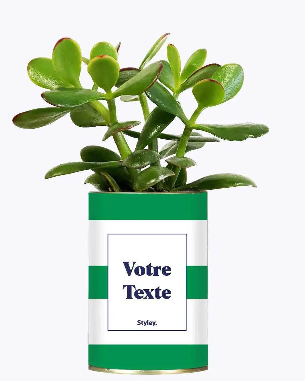 Cactus Mojito - Plante Personnalisable Crassula varié
