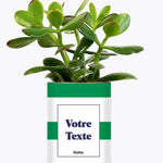Cactus Mojito - Plante Personnalisable Crassula varié
