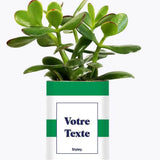 Cactus Mojito - Plante Personnalisable Crassula varié
