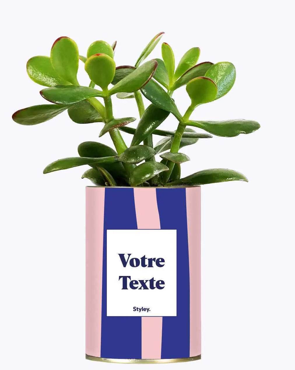 Cactus Parme - Plante Personnalisable Crassula varié