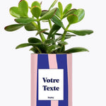 Cactus Parme - Plante Personnalisable Crassula varié