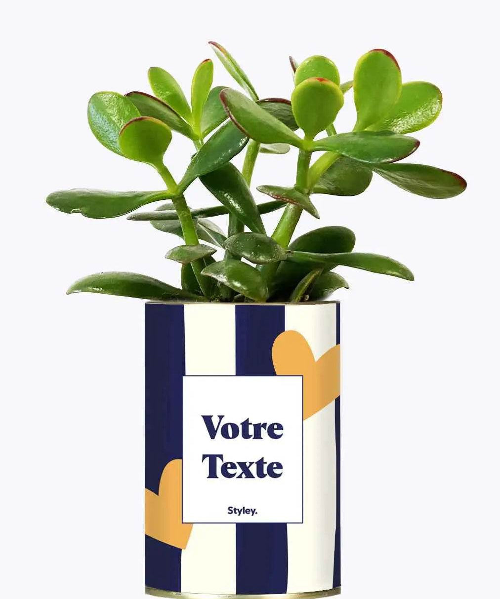 Cactus Côme - Personnalisable