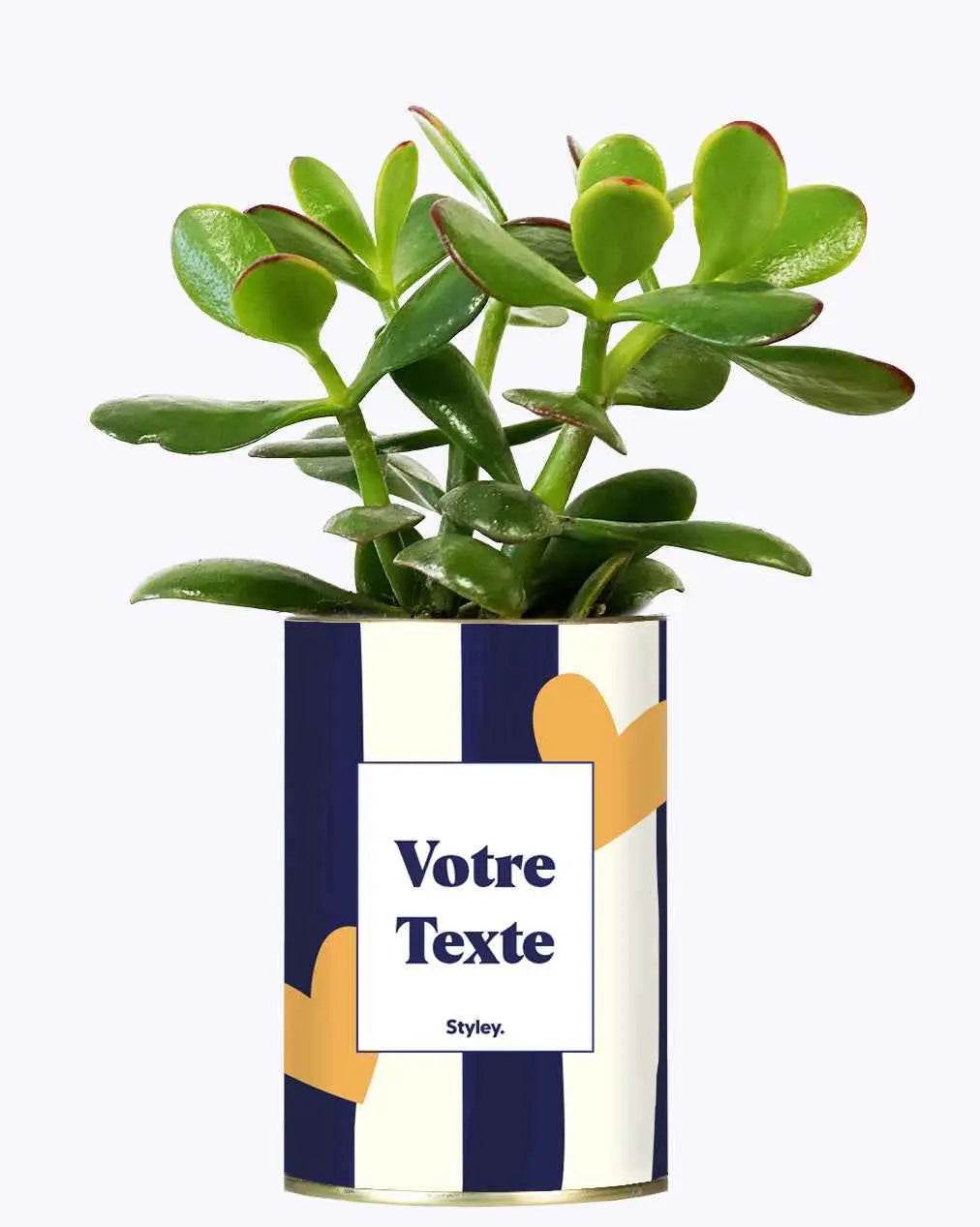 Cactus Côme - Plante Personnalisable Crassula varié