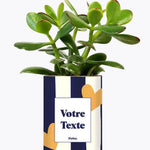 Cactus Côme - Plante Personnalisable Crassula varié