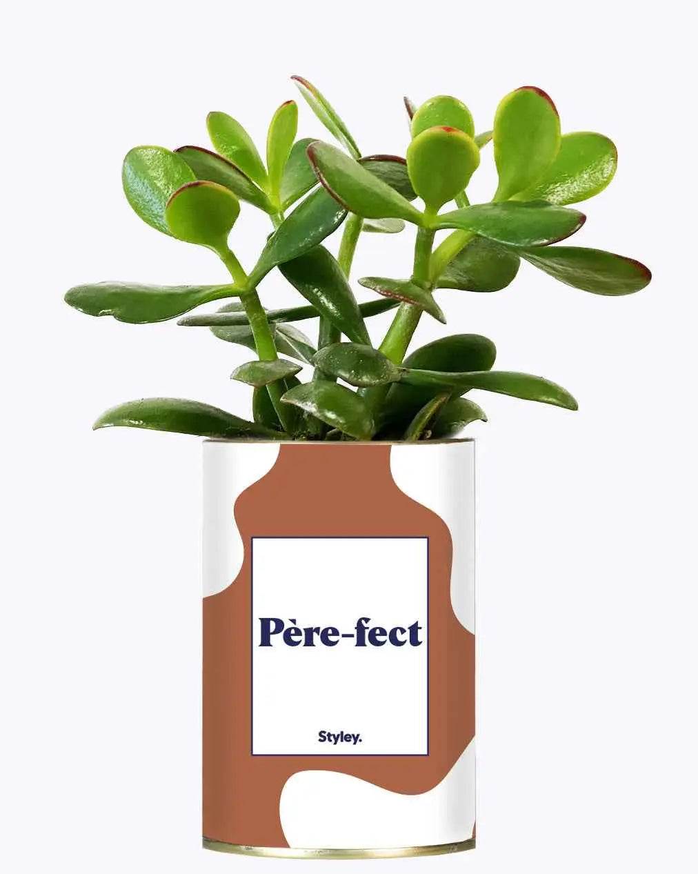 Père-fect - Plante Crassula varié
