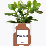 Père-fect - Plante Crassula varié