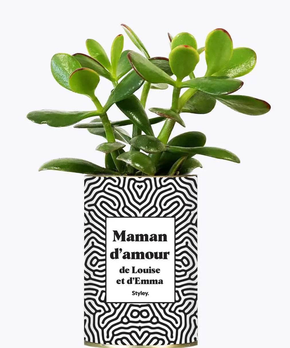 Maman d'amour personnalisable - Plante Crassula varié