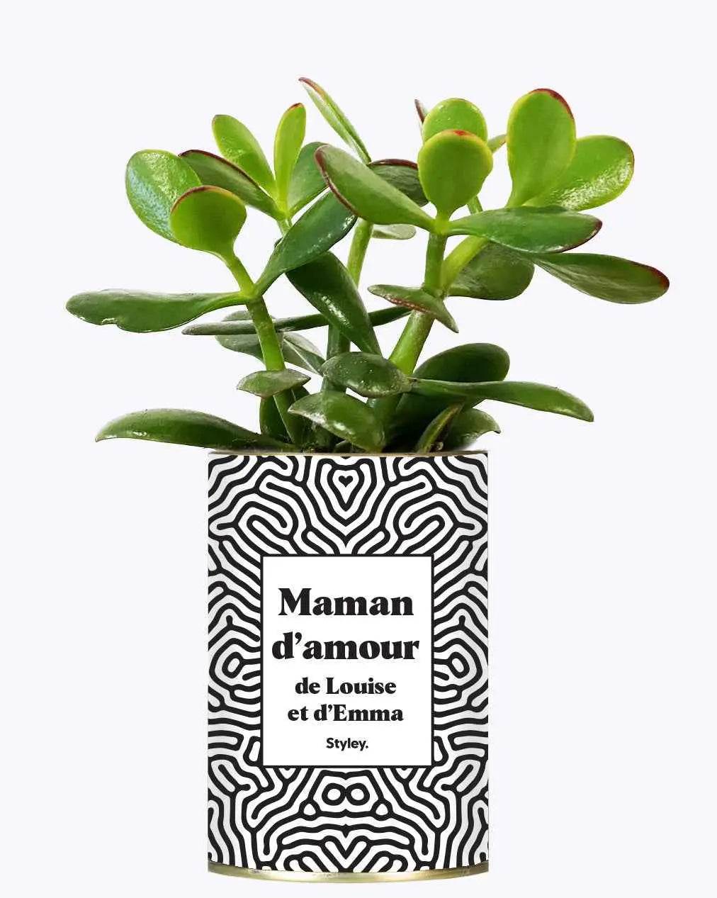 Maman d'amour personnalisable - Plante Crassula varié