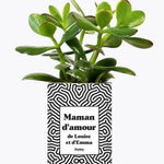 Maman d'amour personnalisable - Plante Crassula varié