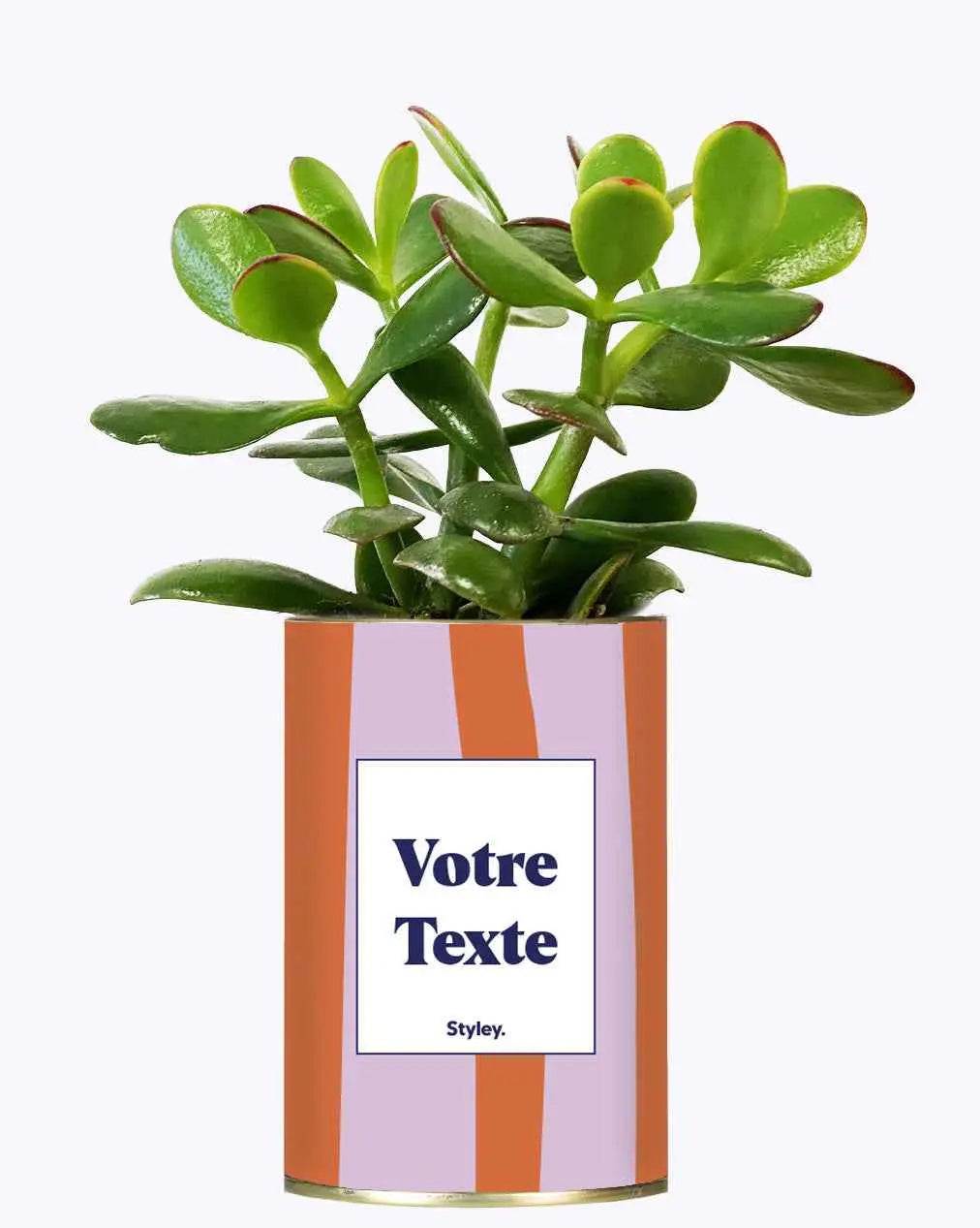 Capri - Plante Personnalisable Crassula varié