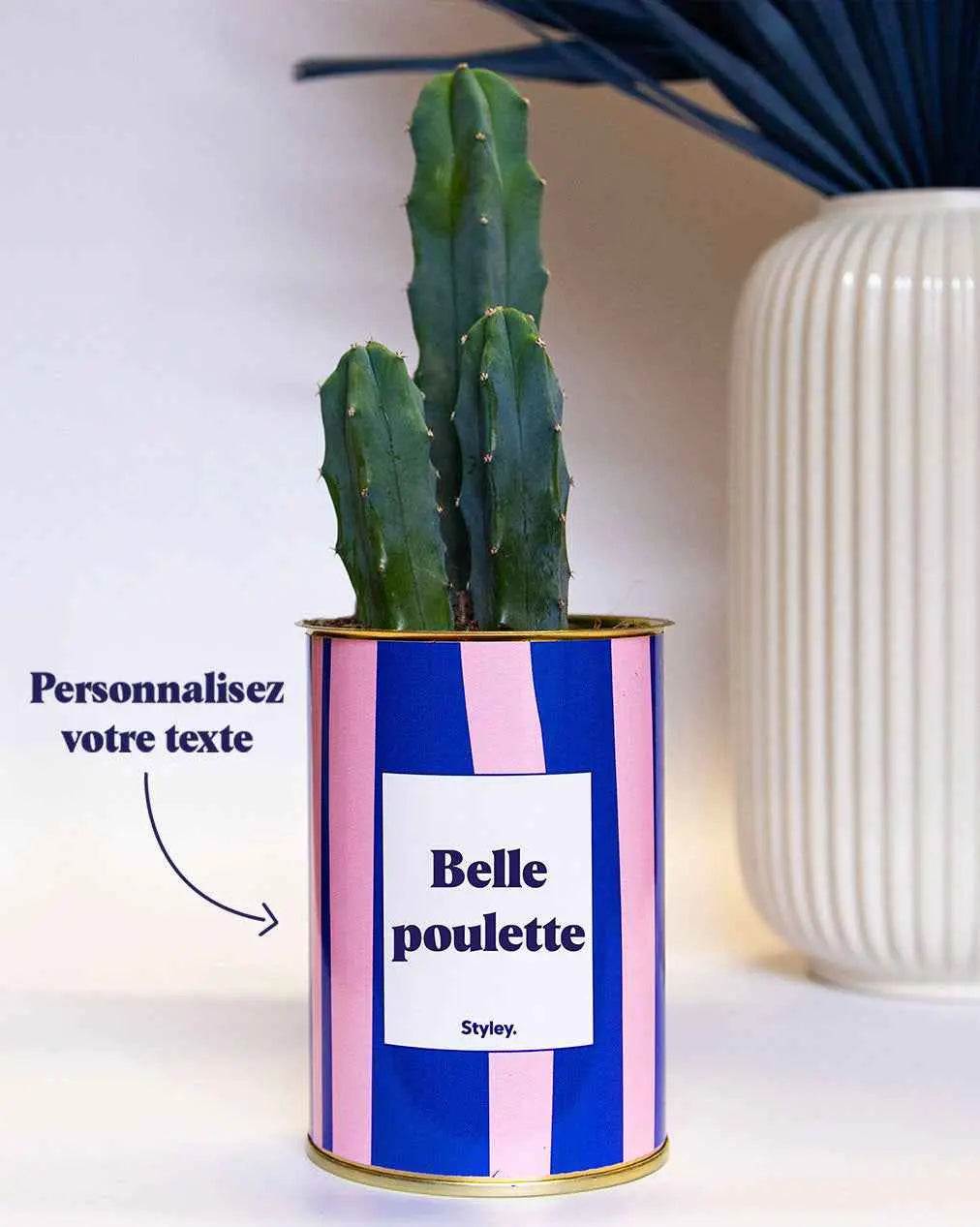 Cactus Parme - Plante Personnalisable Cactus varié