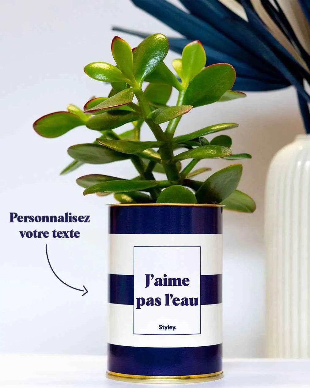 Cactus Cannes - Plante Personnalisable Crassula varié