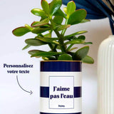 Cactus Cannes - Plante Personnalisable Crassula varié