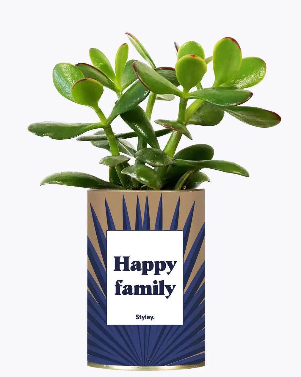 Happy family - Plante Crassula varié
