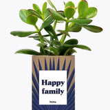 Happy family - Plante Crassula varié