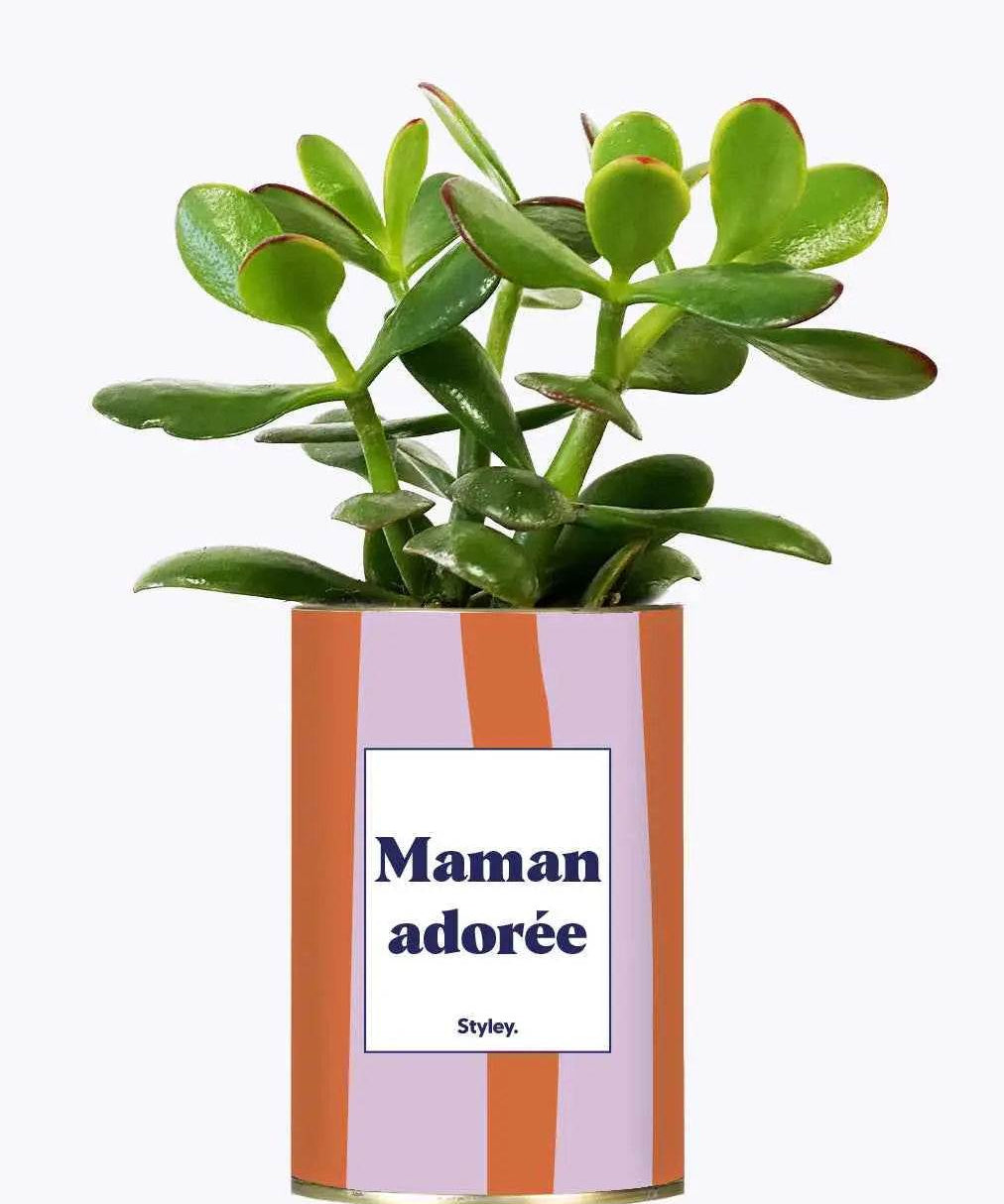 Maman adorée - Plante Crassula varié