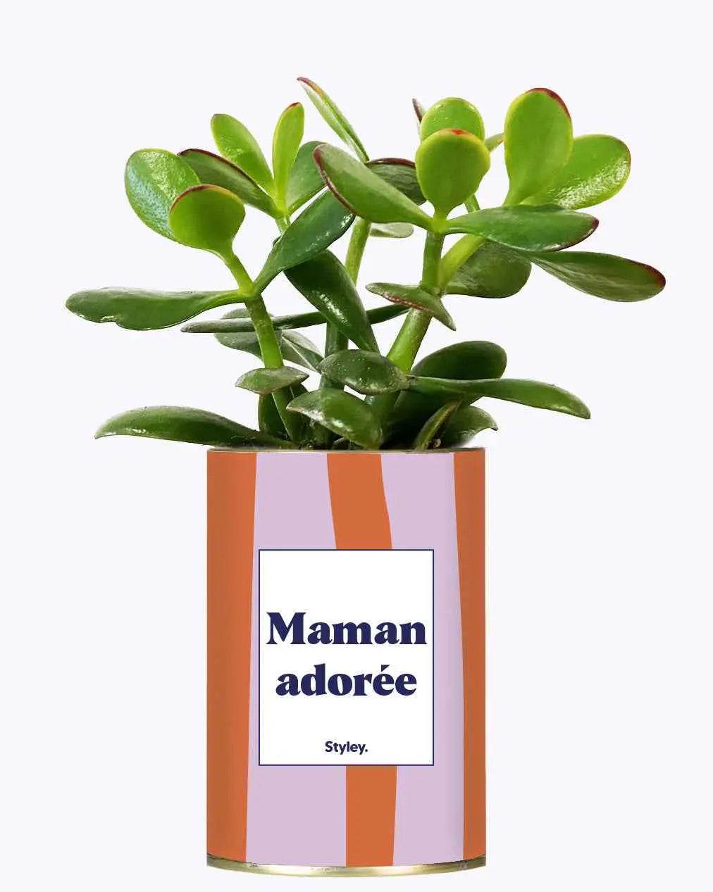 Maman adorée - Plante Crassula varié