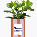 Maman adorée - Plante Crassula varié