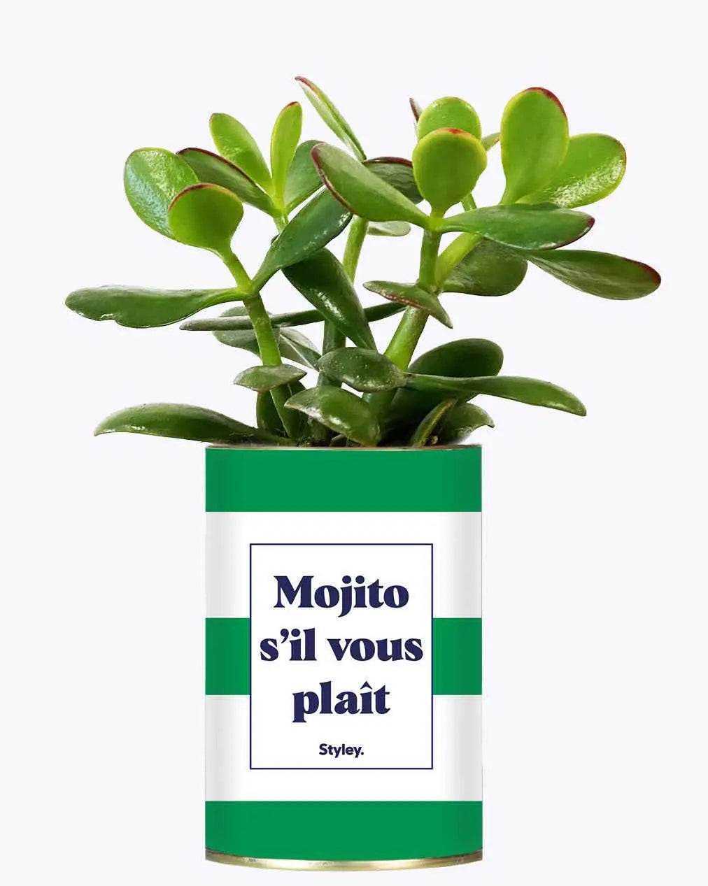 Mojito S'il vous plait - Plante Crassula varié