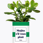 Mojito S'il vous plait - Plante Crassula varié