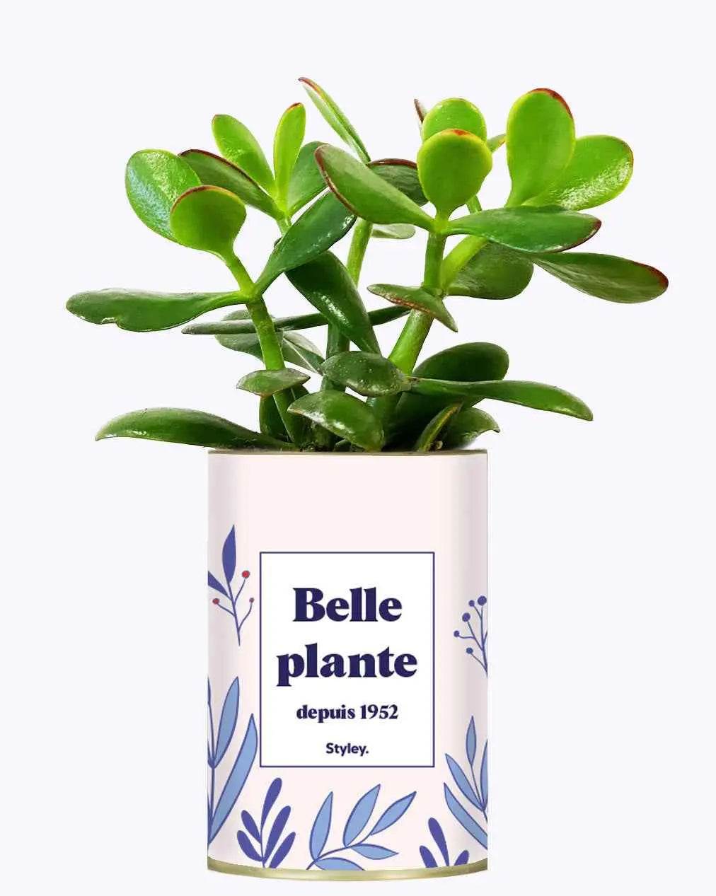 Belle plante personnalisable - Plante Crassula varié
