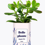 Belle plante personnalisable - Plante Crassula varié