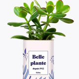 Belle plante personnalisable - Plante Crassula varié