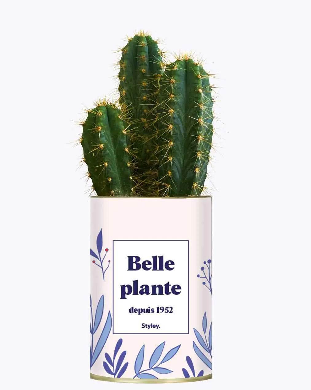 Belle plante personnalisable - Plante Cactus varié