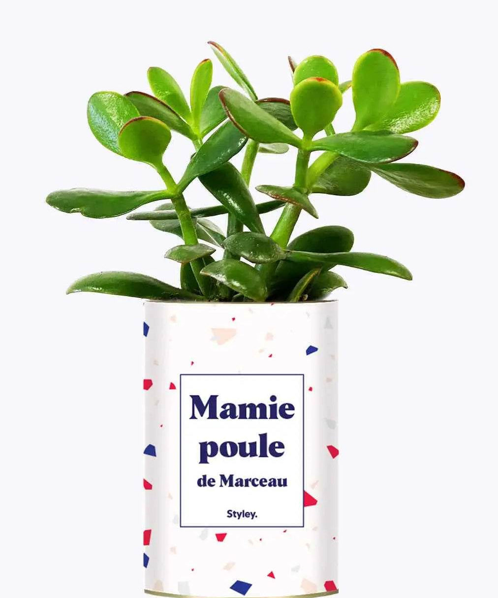 Mamie poule personnalisable - Plante Crassula varié