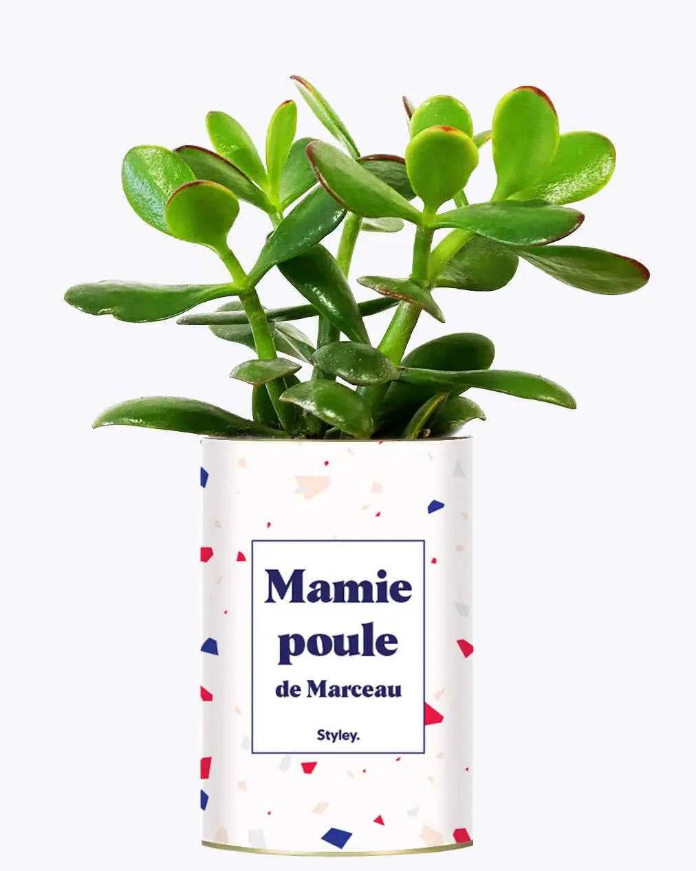 Mamie poule personnalisable - Plante Crassula varié