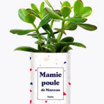 Mamie poule personnalisable - Plante Crassula varié
