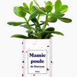 Mamie poule personnalisable - Plante Crassula varié