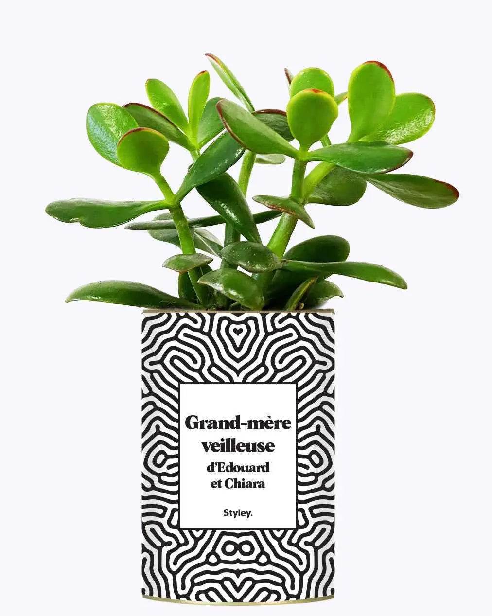 Grand-mère personnalisable - Plante Crassula varié