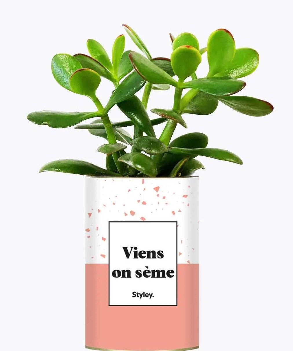 Viens on sème - Plante Crassula varié